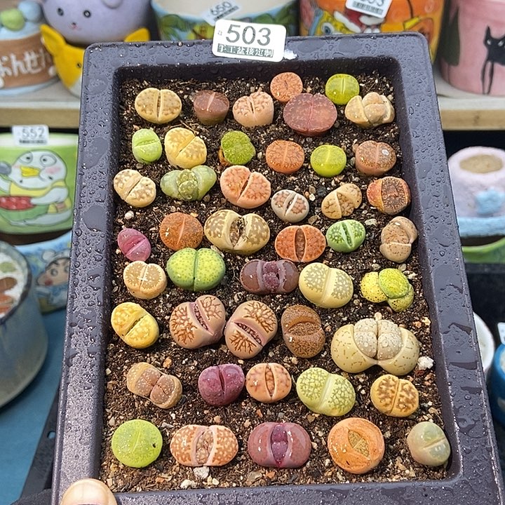 大舅生石花肉锥503