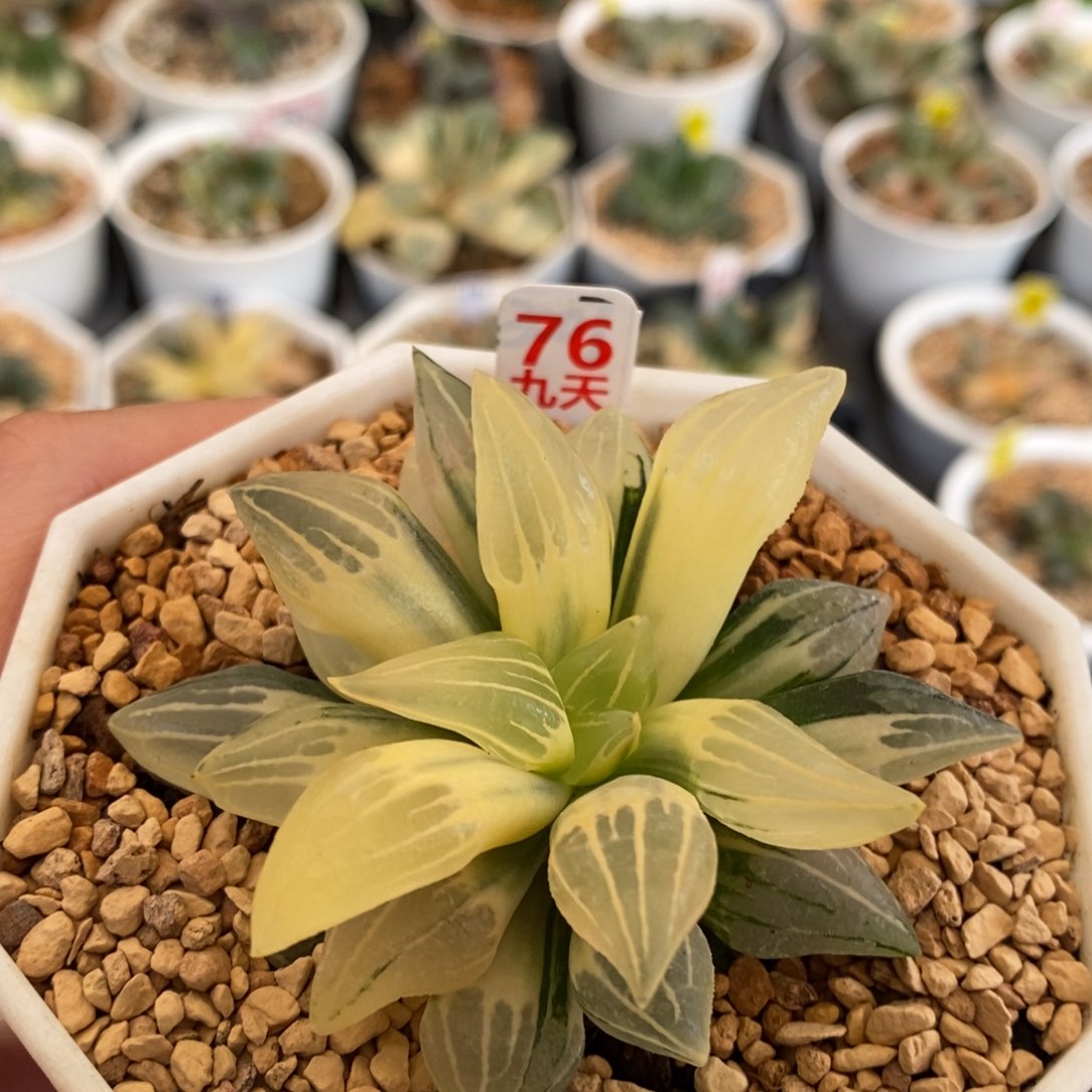 76号糊斑西瓜锦带盆