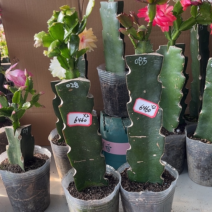 *****当前无花朵，栽培后可花朵028+085