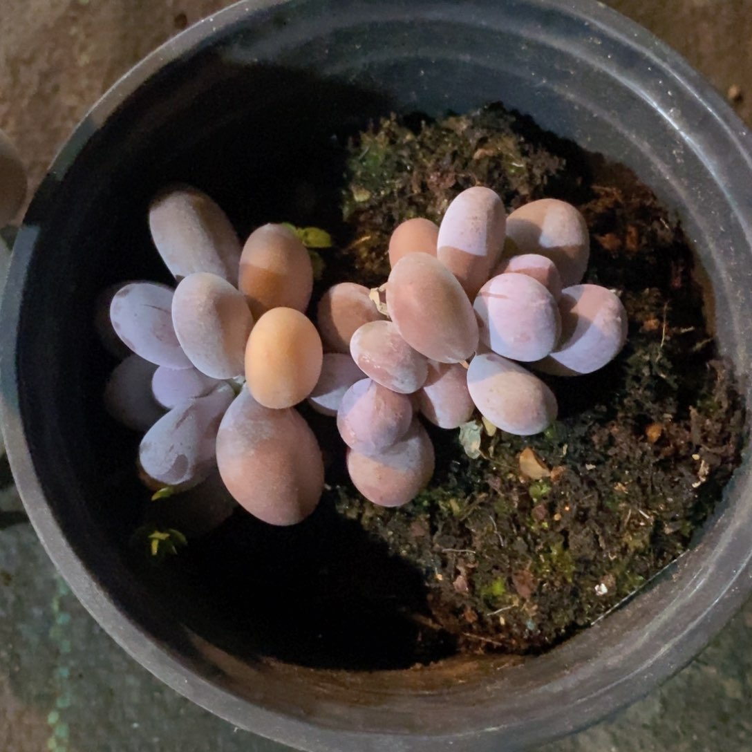 可问主播品种，下滑链接更多品种多肉选择