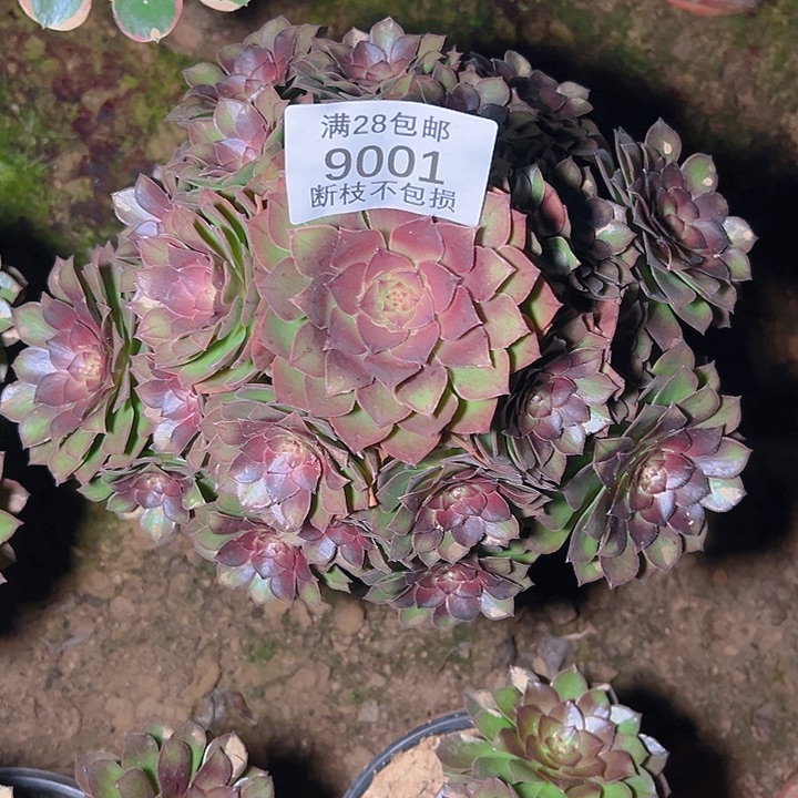 9001桃花石多肉植物