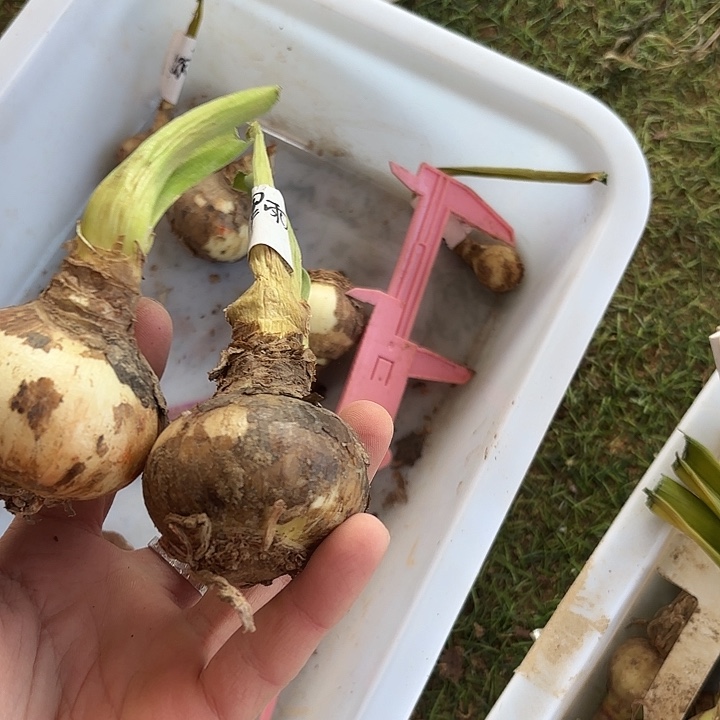 完全开放翠羽单霞5-5.5厘米左右2棵
