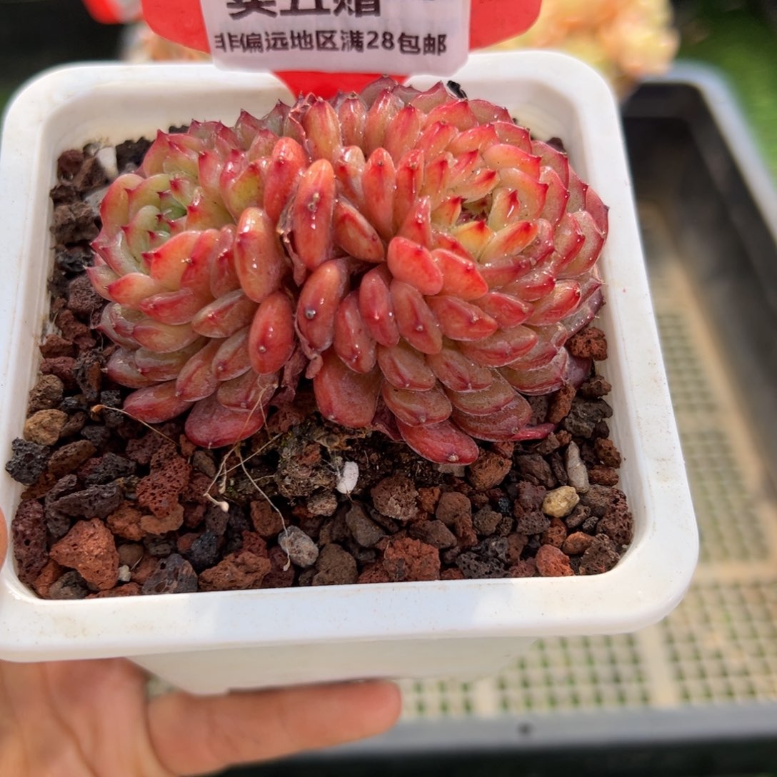 表妹精品多肉1471.