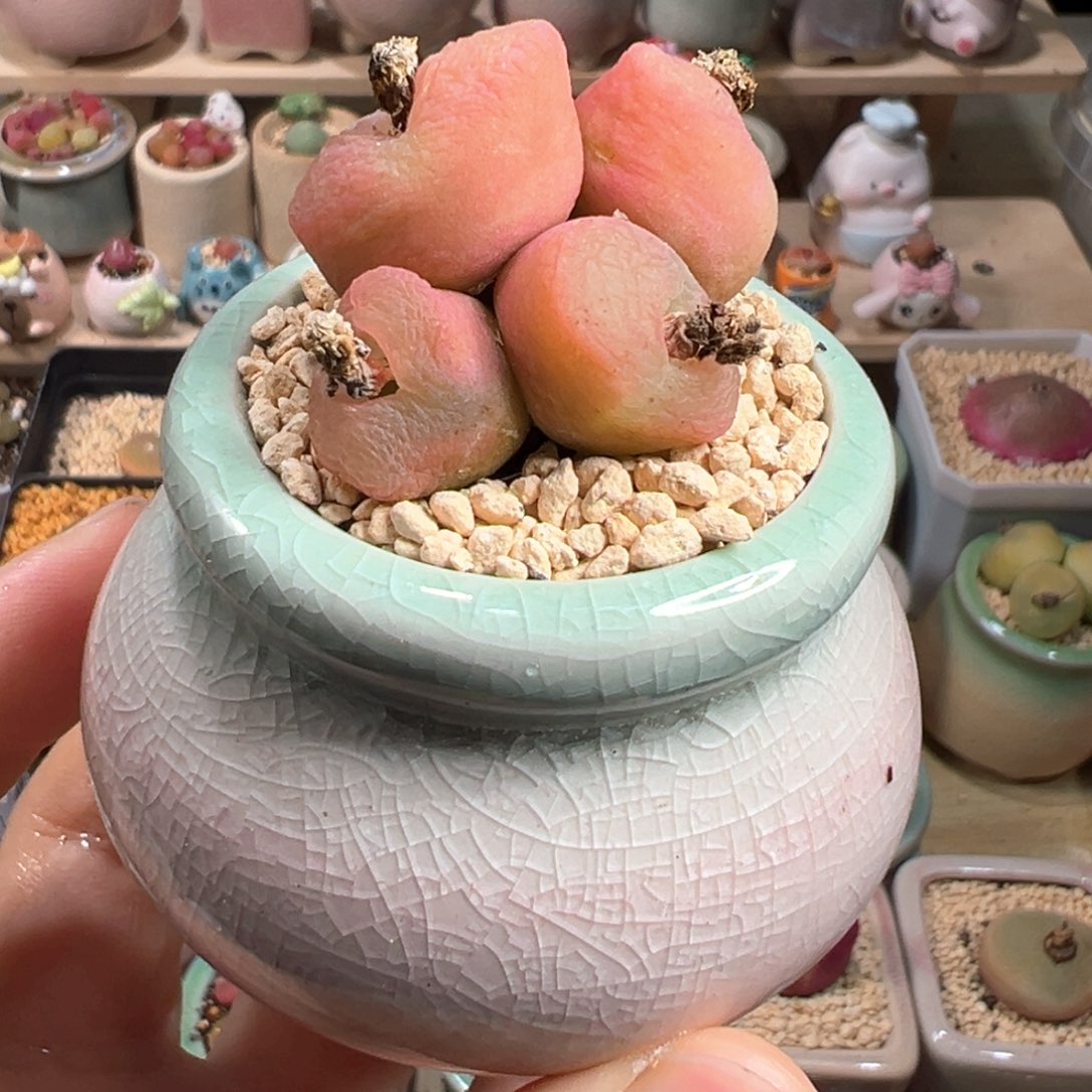 多肉植物125号群生毛