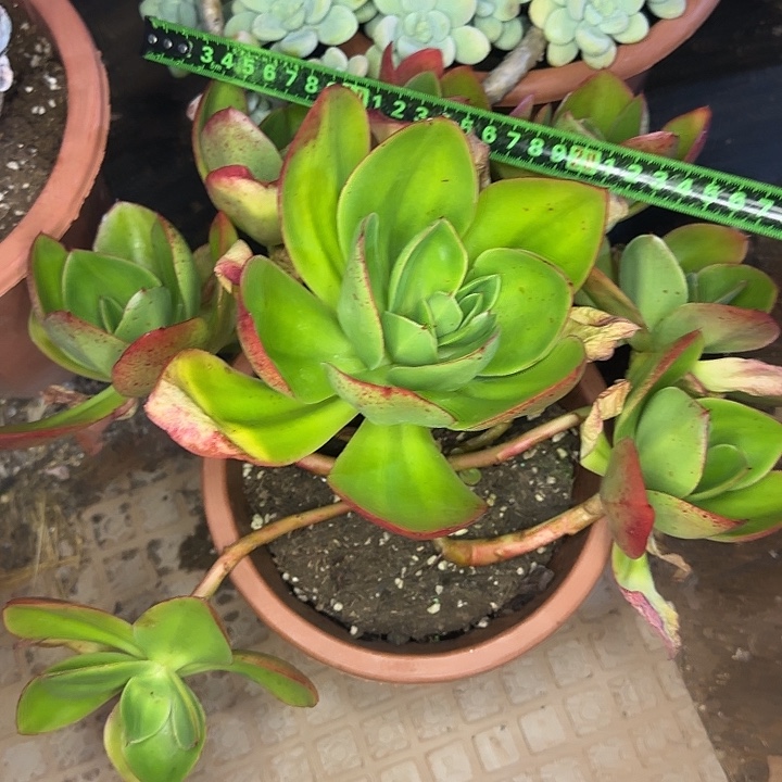 红菱180 多肉植物一物一拍