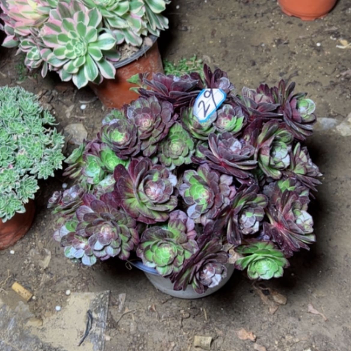 【闪购商品】多肉植物花月夜29