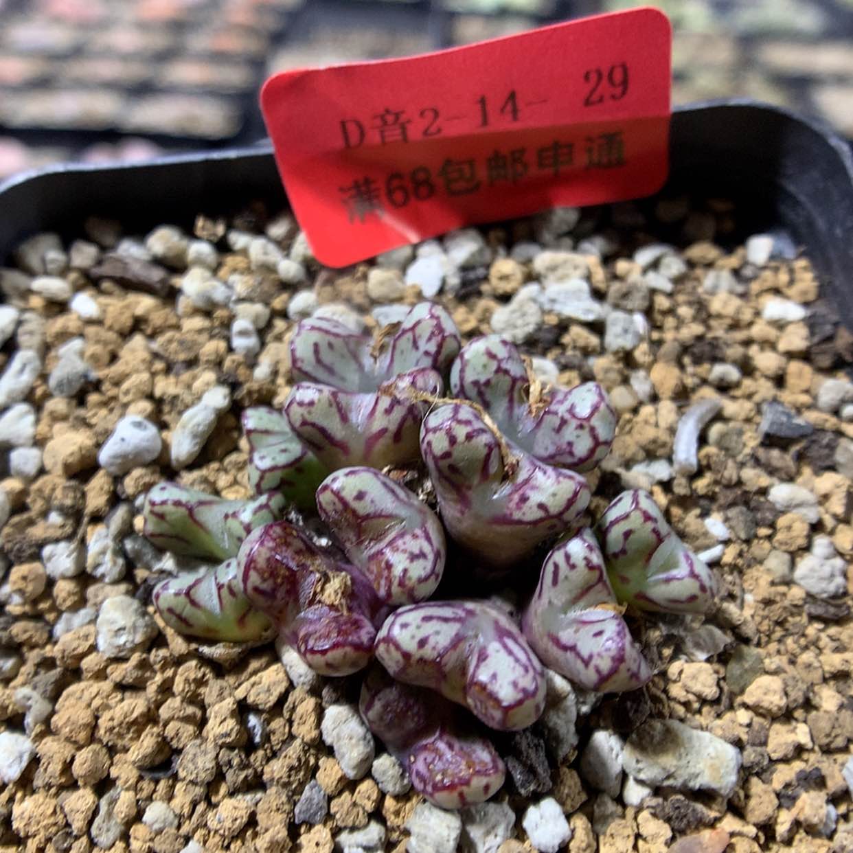 【闪购商品】2-14-29 超级小 t多肉一群特30