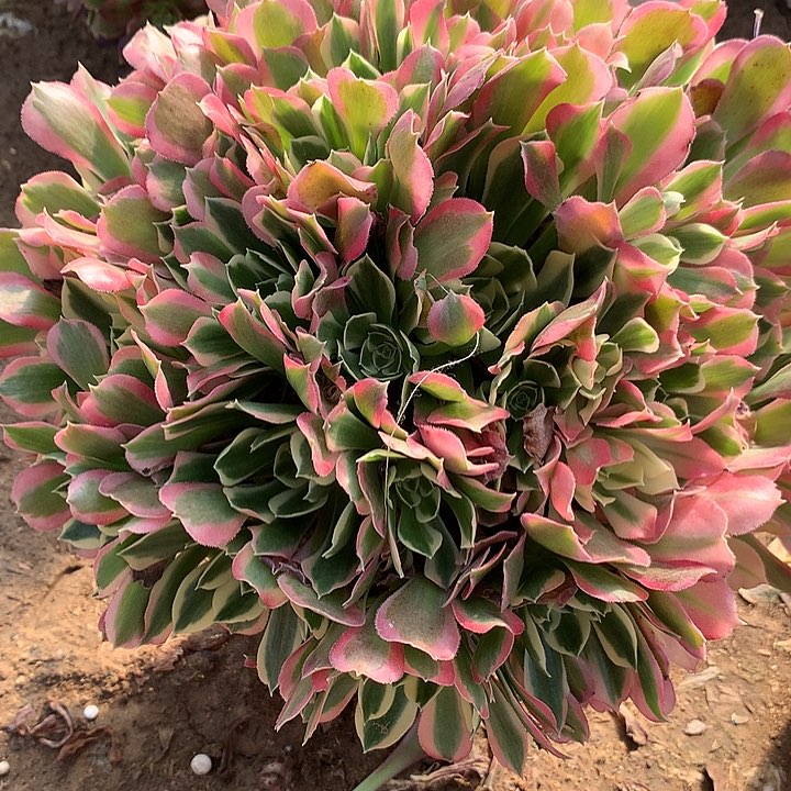 多肉植物白凤6号