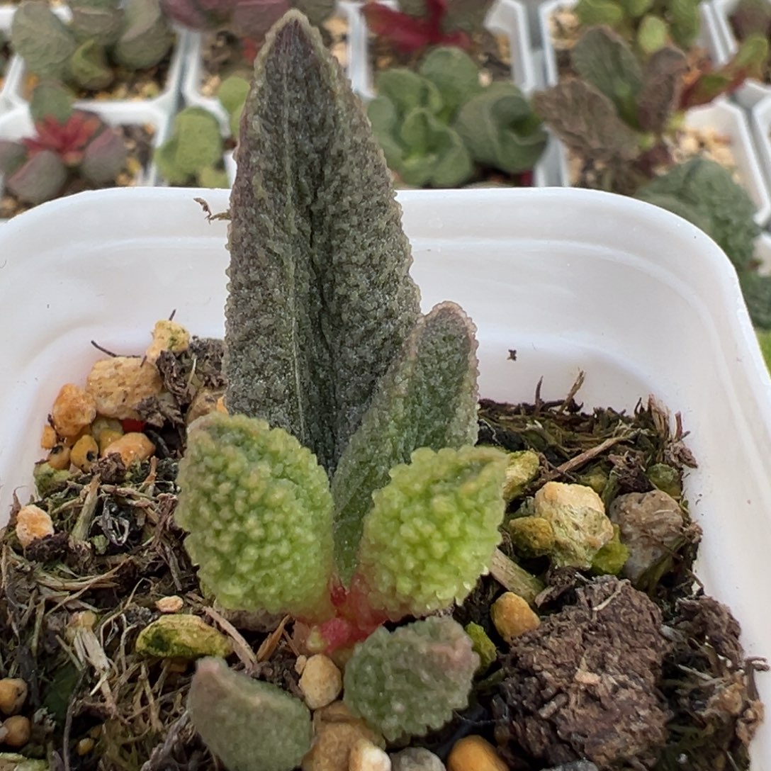 实生新品大苗多肉植物水泡