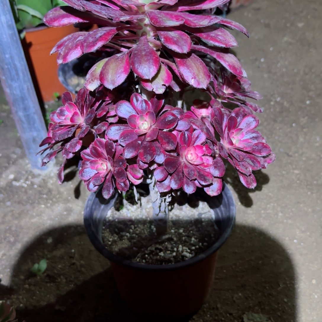 琳娜法师多肉597