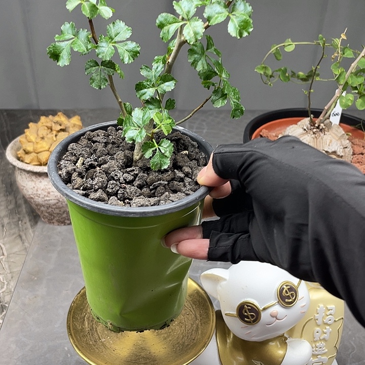 好望角没药橄榄好好闻