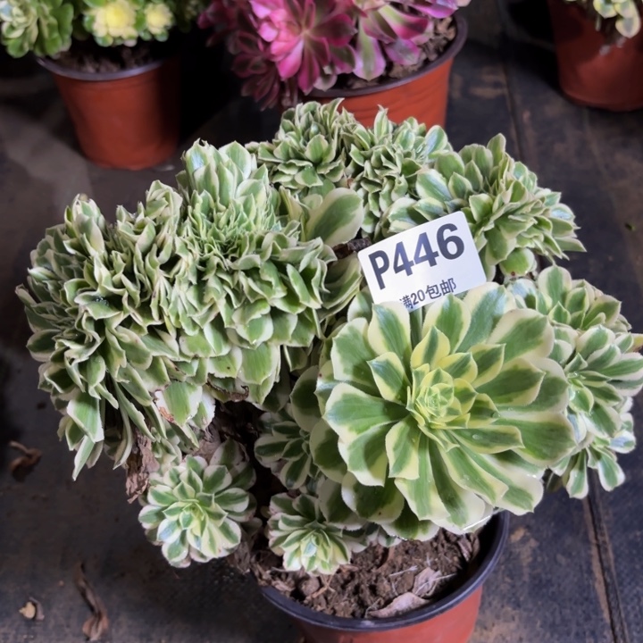 瑞妈多肉植物。446.