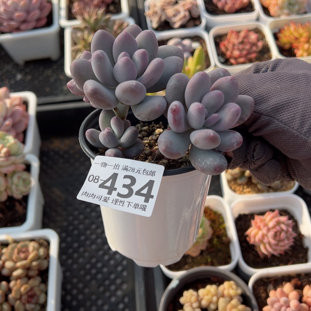 海狸美人多肉多肉多肉