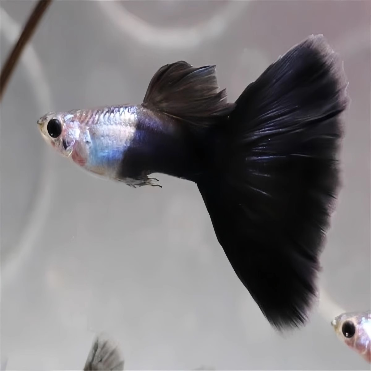 【精品】艾尔银蓝尾