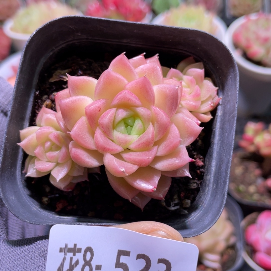 花利美8-523迈凯伦