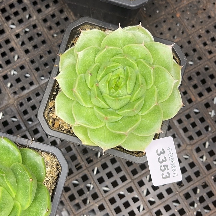 阿雅园艺。       3353麦秆