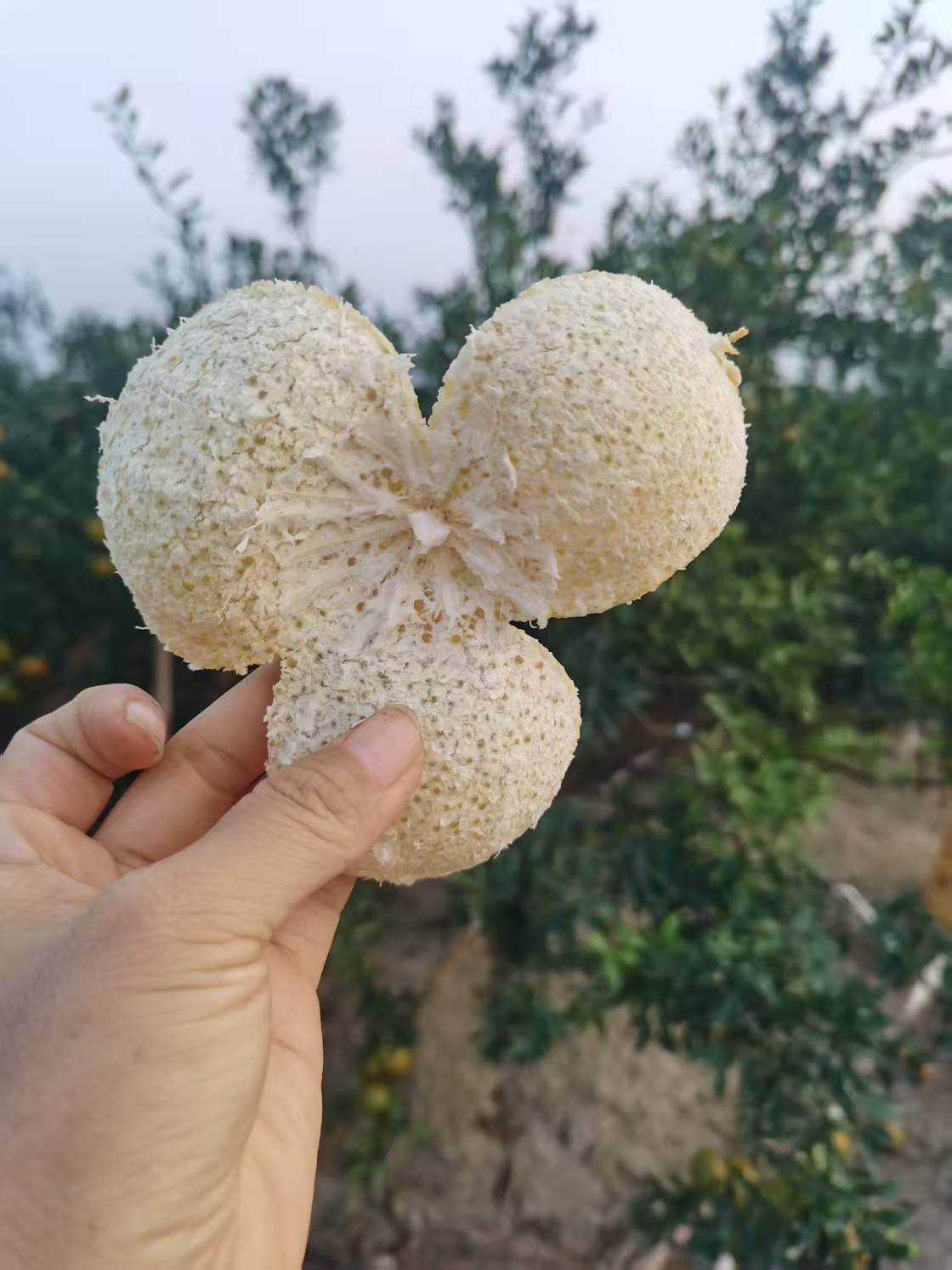 新会25大红皮，原产地农户自种天然生晒，新会陈皮原材料