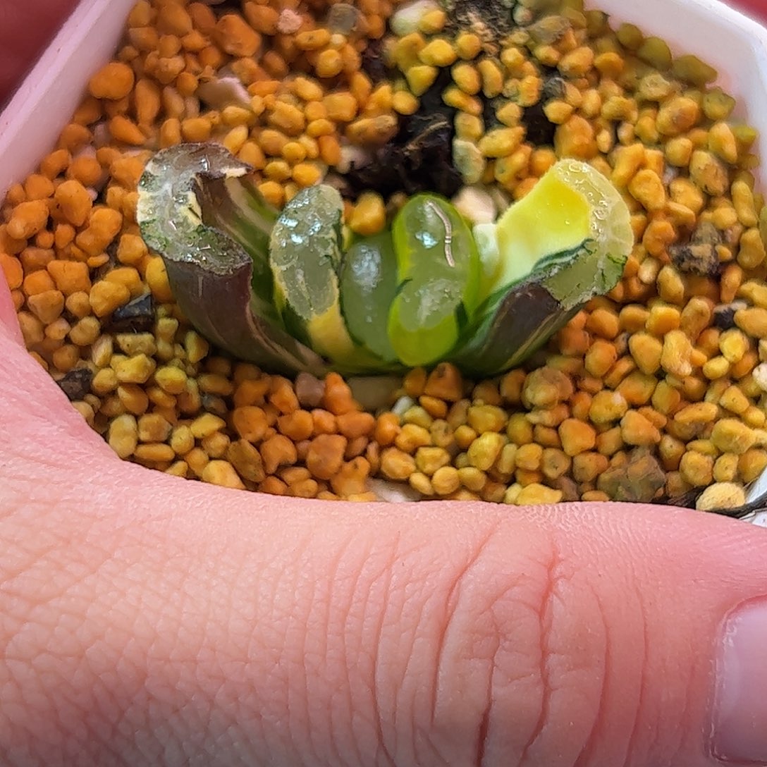 福娘锦十二卷多肉植物满