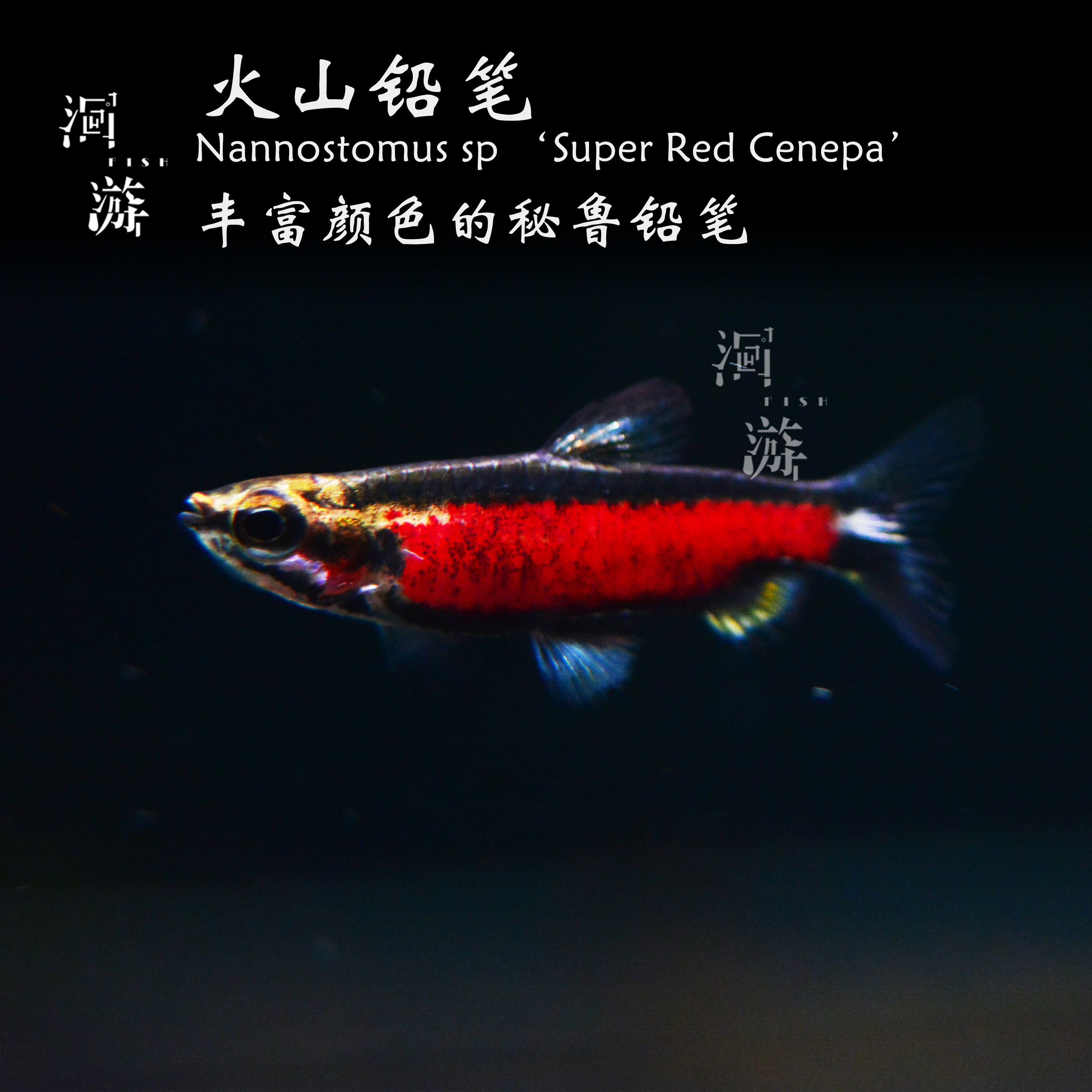 【洄游】火山铅笔 灯鱼南美热带观赏鱼小鱼混养/定水检疫/满100包邮