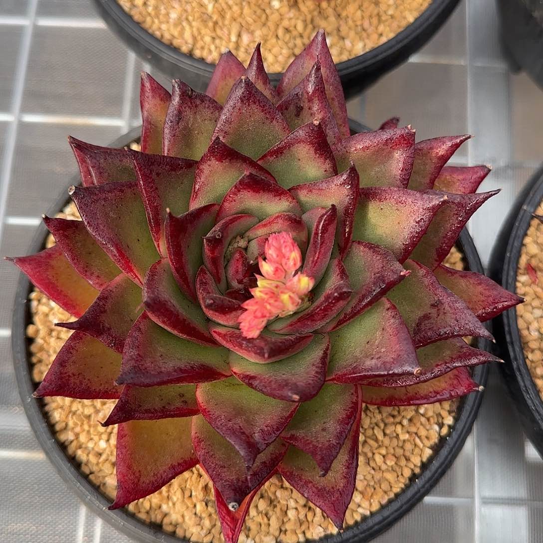 从前慢花园精选麦比乌斯