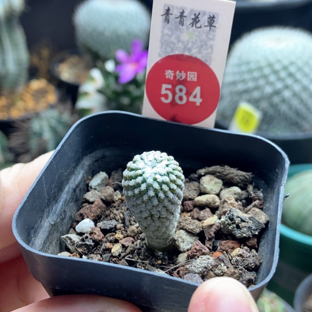 实生银牡丹一颗1.3cm