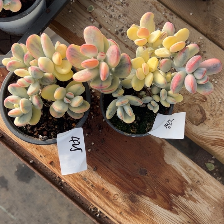 无花朵425号福娘锦两个无砍