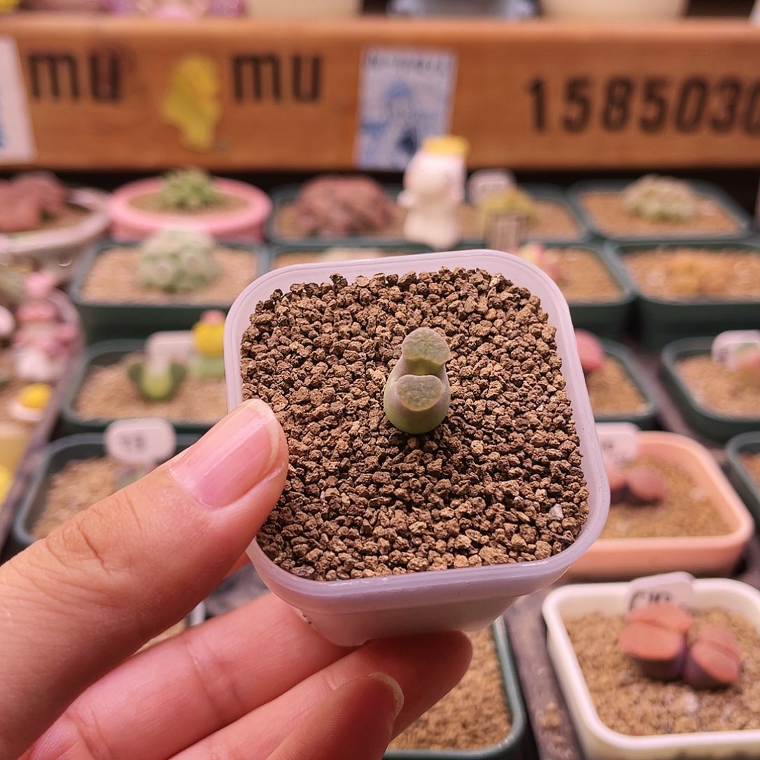 爱心窗丘比特磁铁可带盆土发货