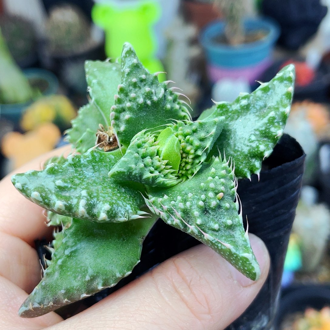 非偏远地区满25包邮仙人球