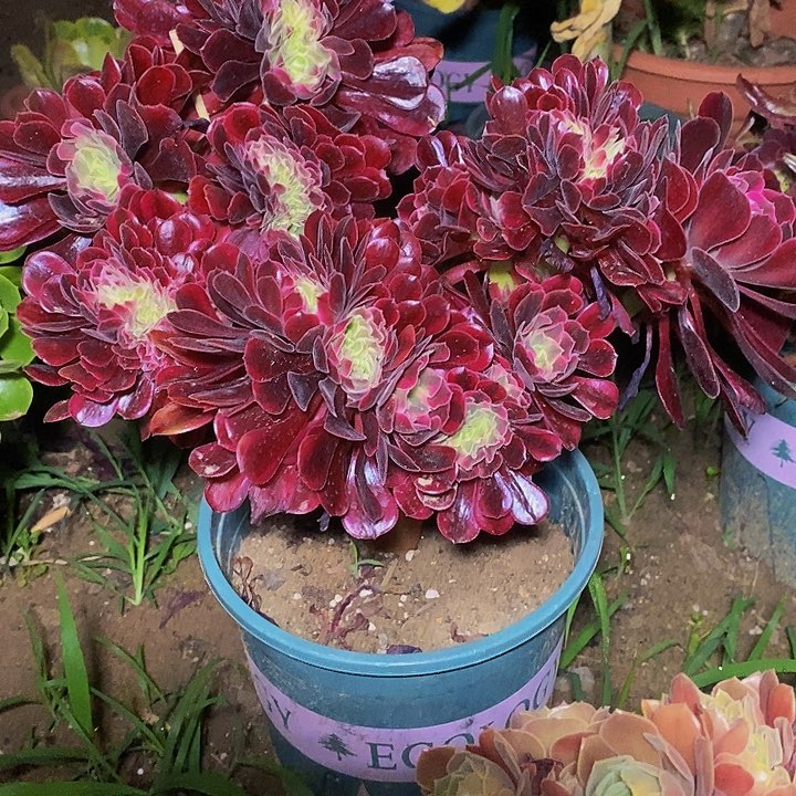 多肉植物保护研究所