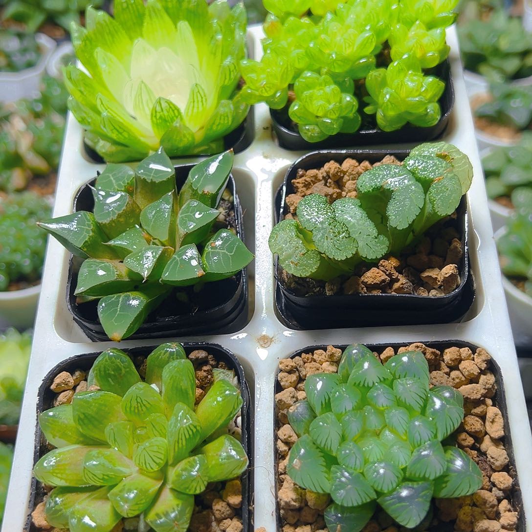 套餐玉露多肉多肉6颗