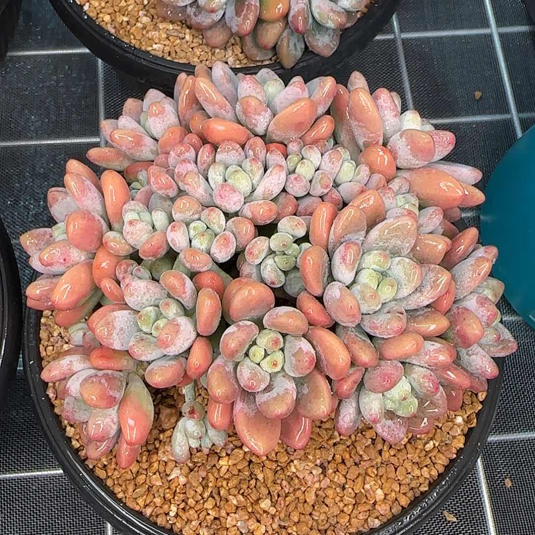 从前慢花园精选香水洛神