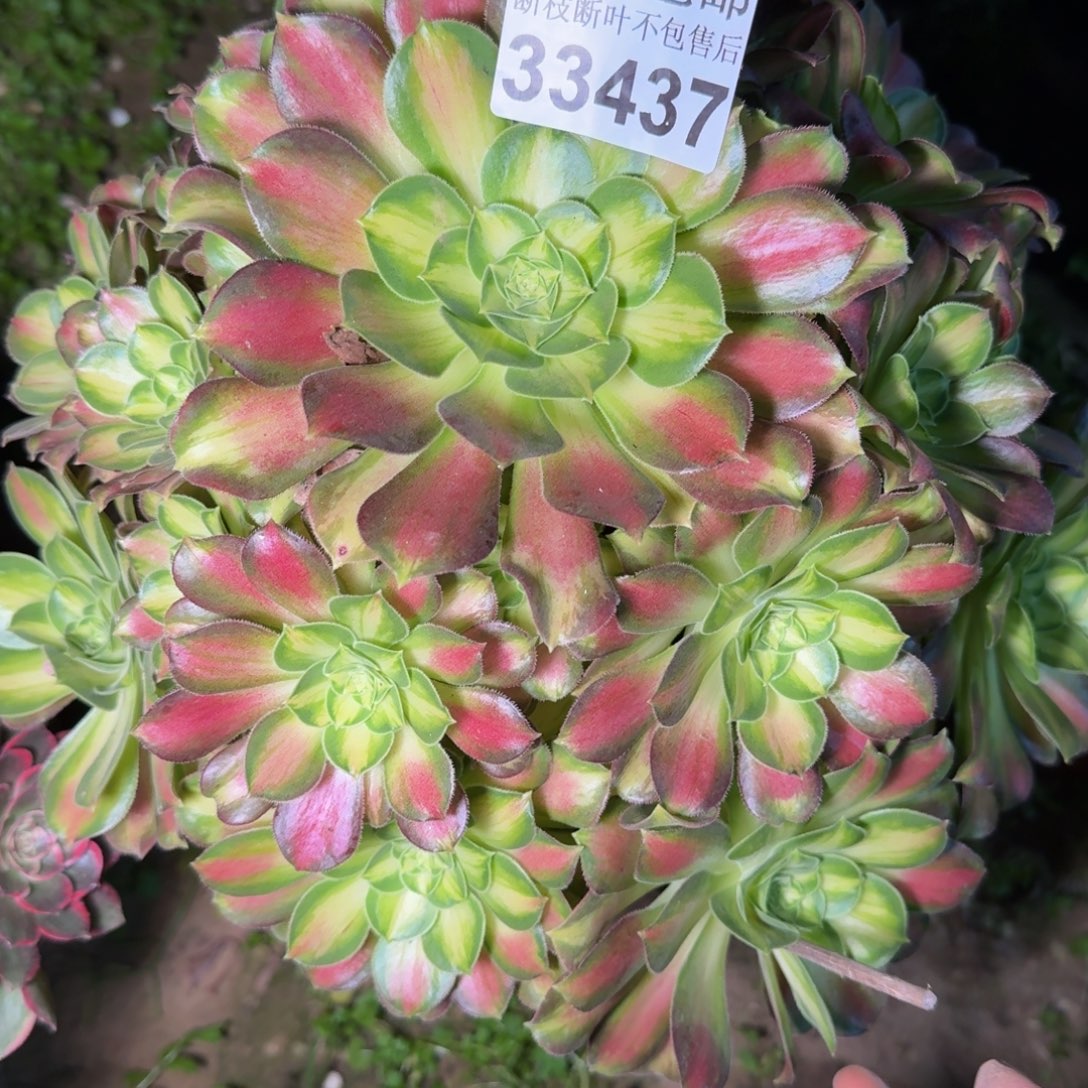 33437韶华多肉植物