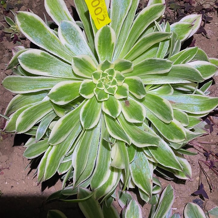 十****！0002白狐多肉植物