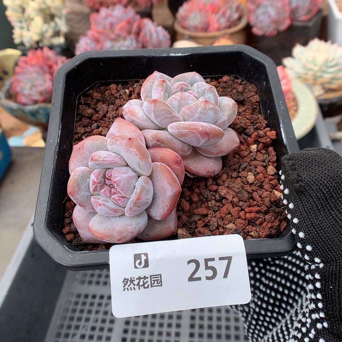 257星影多肉植物666