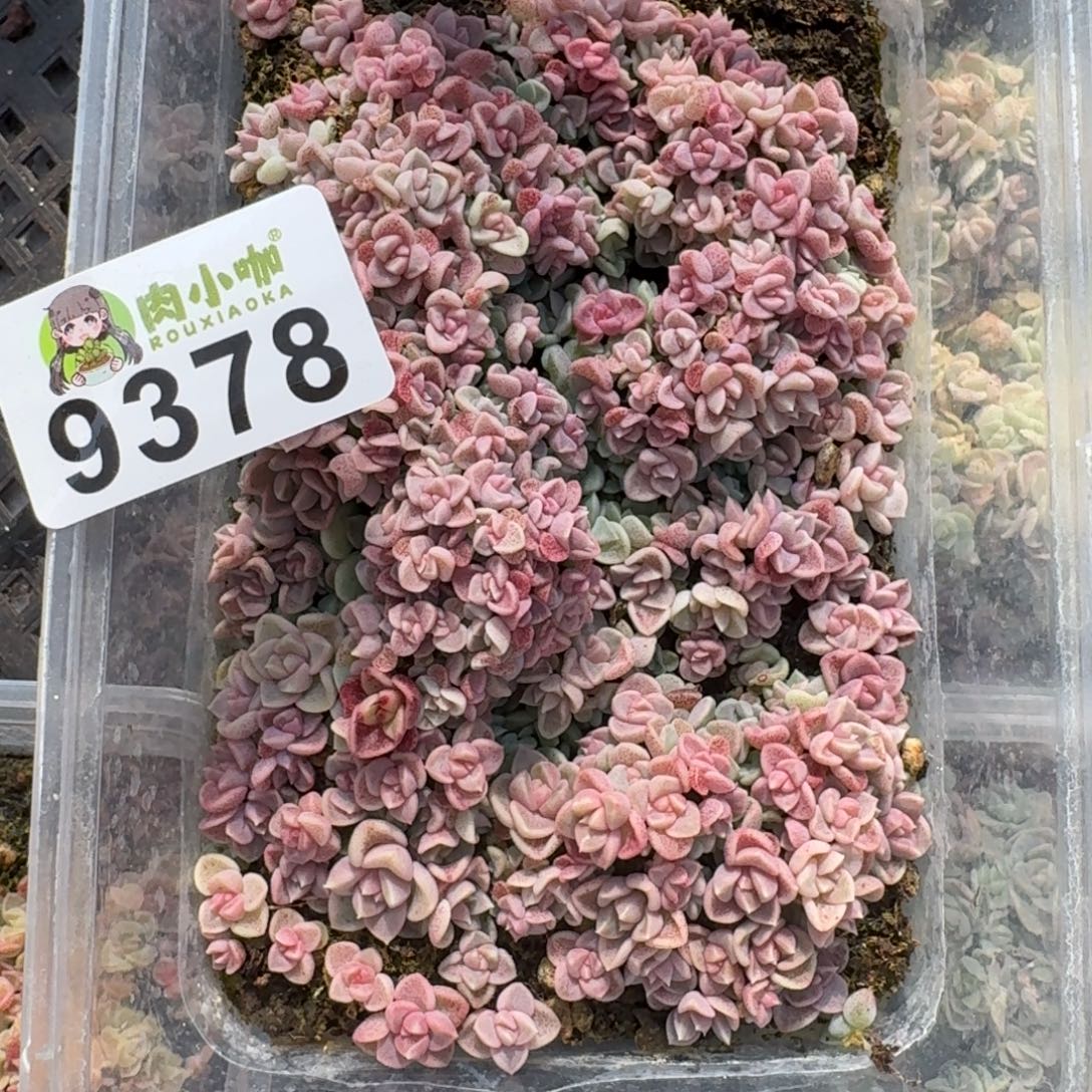 多肉植物多肉植物