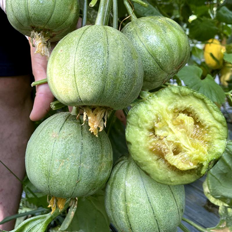 【满5包包邮】小麦酥甜瓜种子薄皮香瓜小瓜籽青皮绿肉 农家菜园 