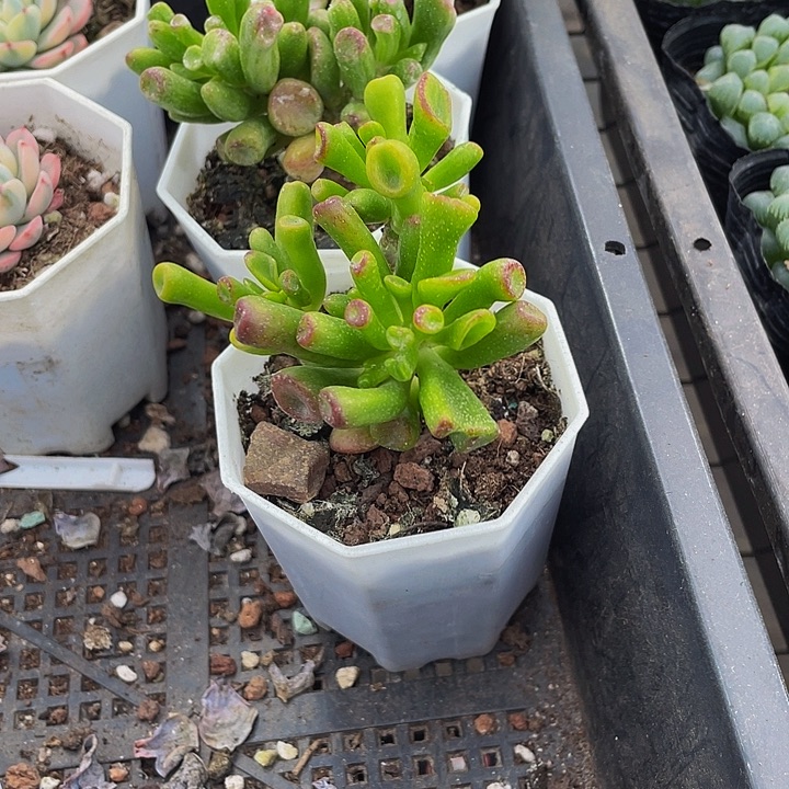 西财树带盆土发货