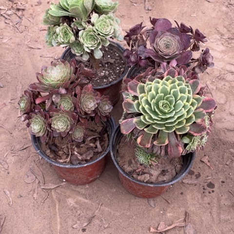 296多肉植物组合，