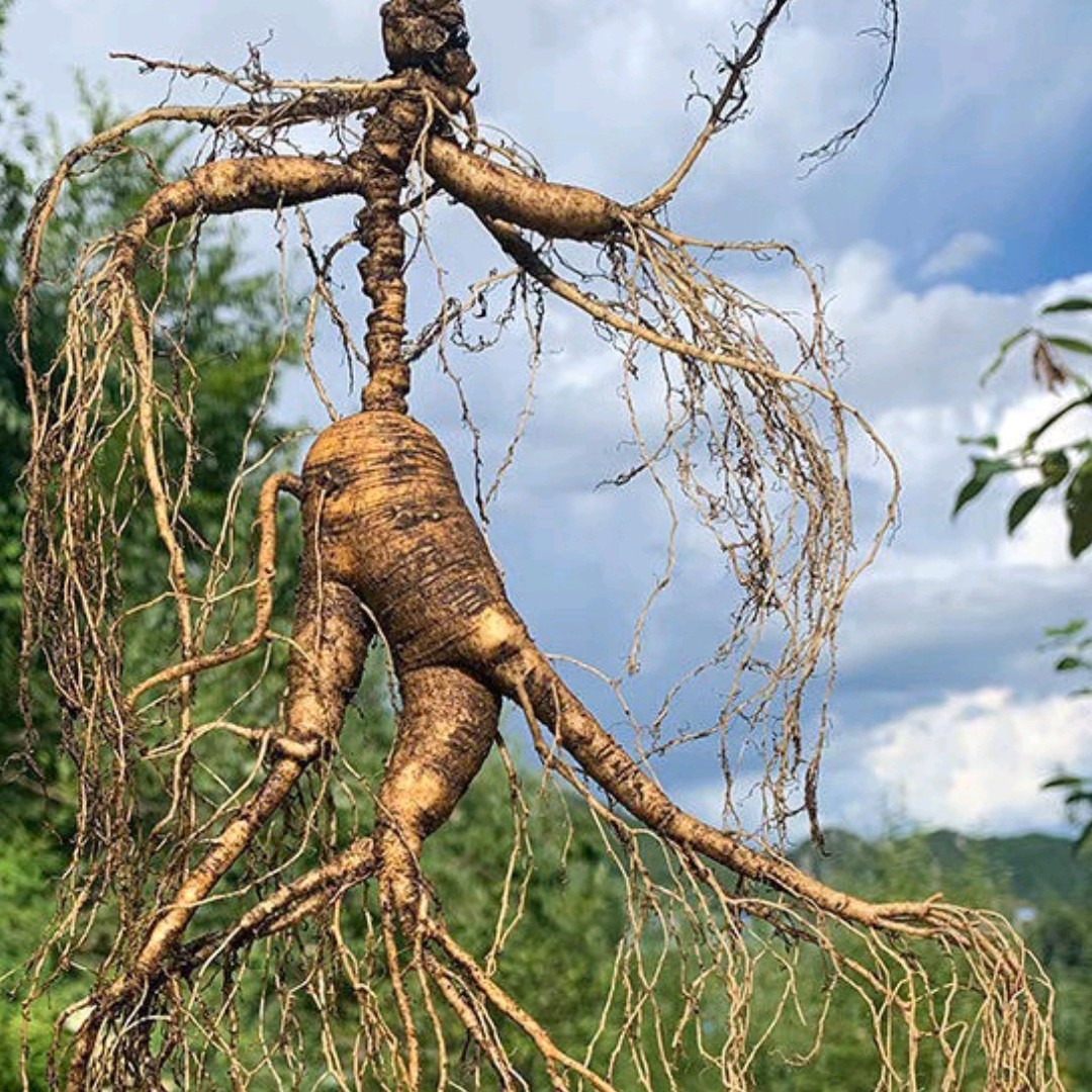 新鲜林下参 大号半斤泡酒
