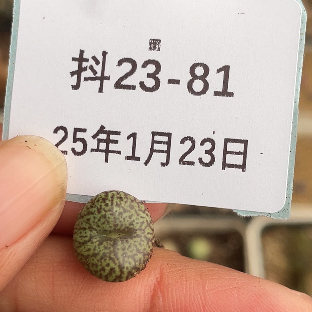 23-81秘纹安贞肉锥