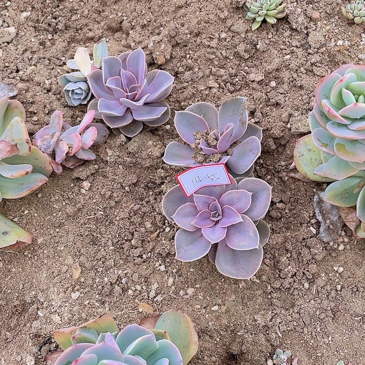 麓*南紫珍珠四颗小苗14杠55号