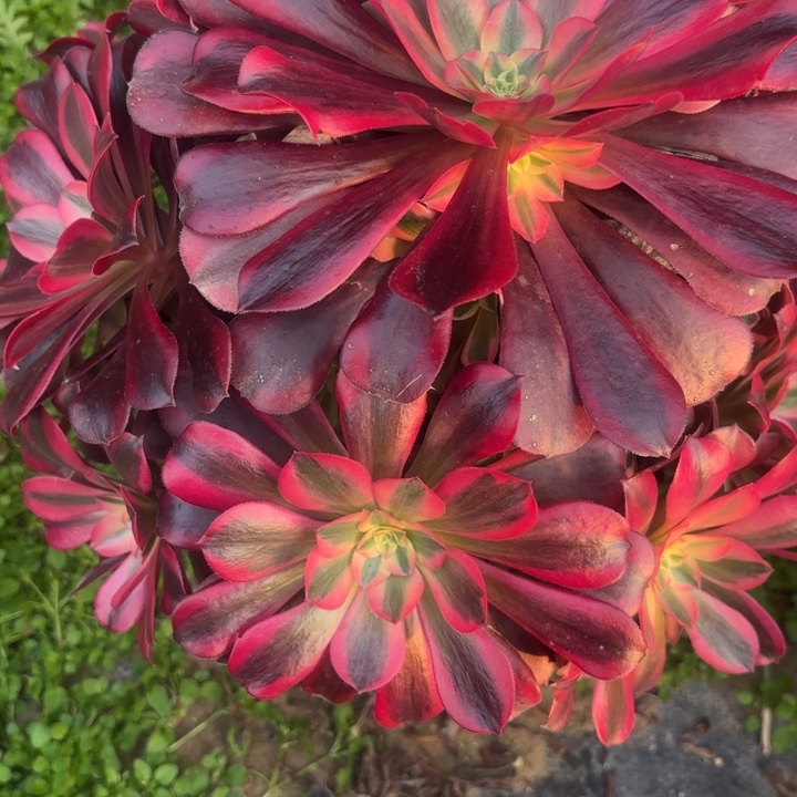 美杜莎多肉法师不包损62