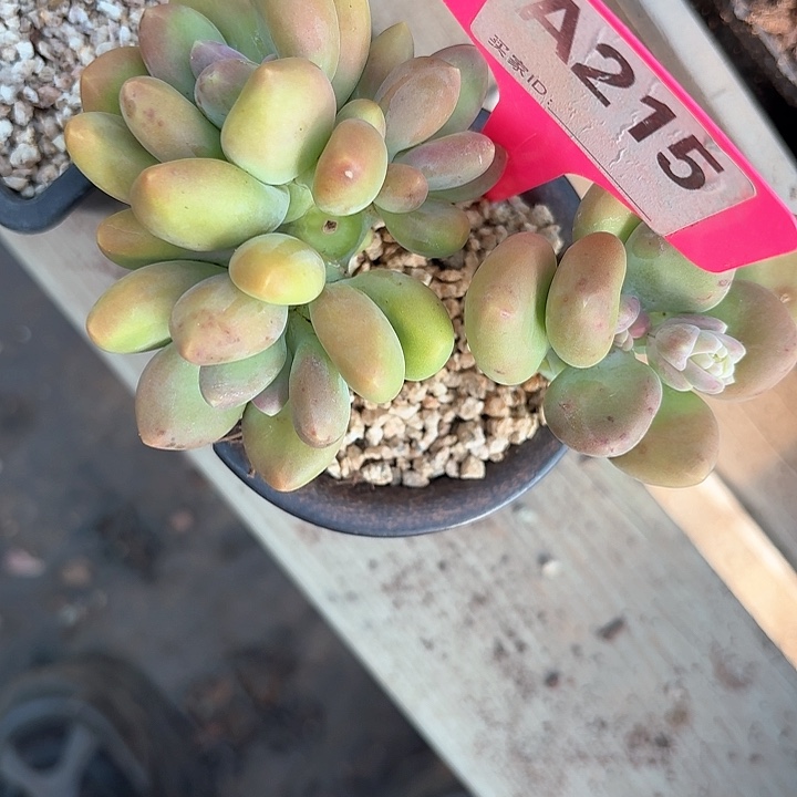 独*戏xv z z ch j 215