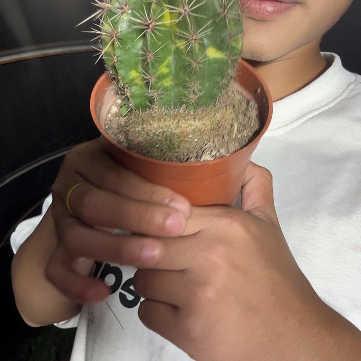 甜***️大量花朵（建议范围：8朵-15朵 或40%以上）彩草