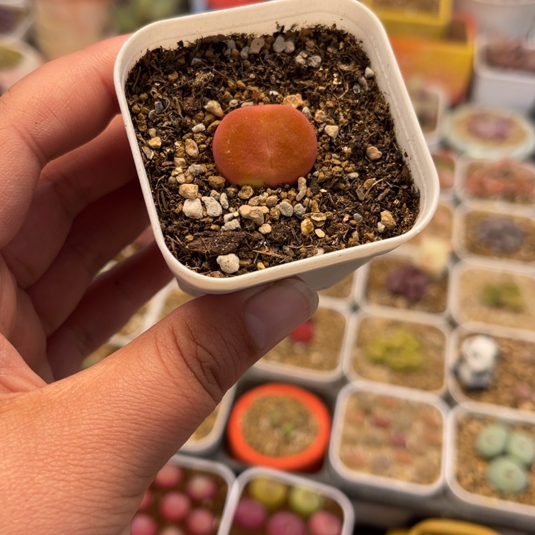 059多肉植物百科