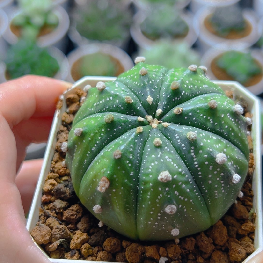 白盆雪花星兜玉露多肉1