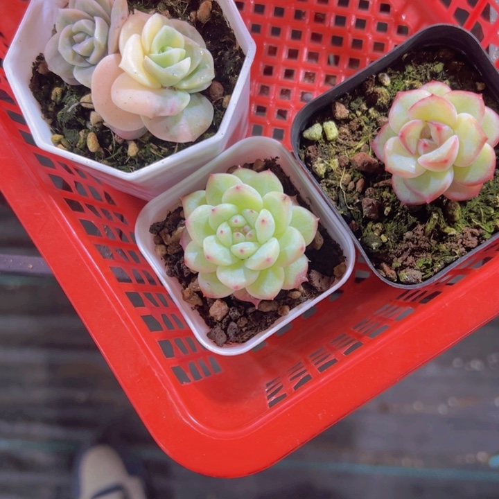 橘*酱专拍多肉植物大战