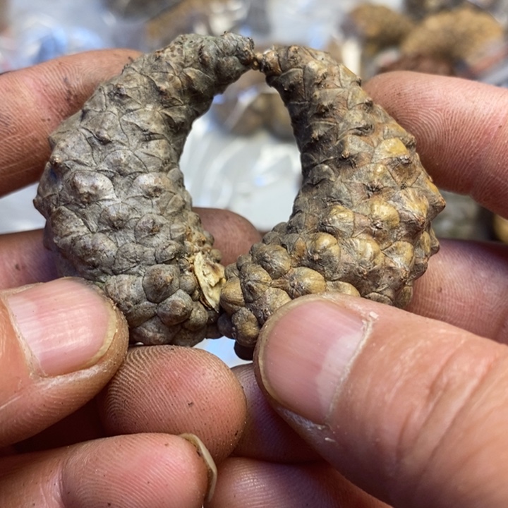 桃核吊坠东北特产116