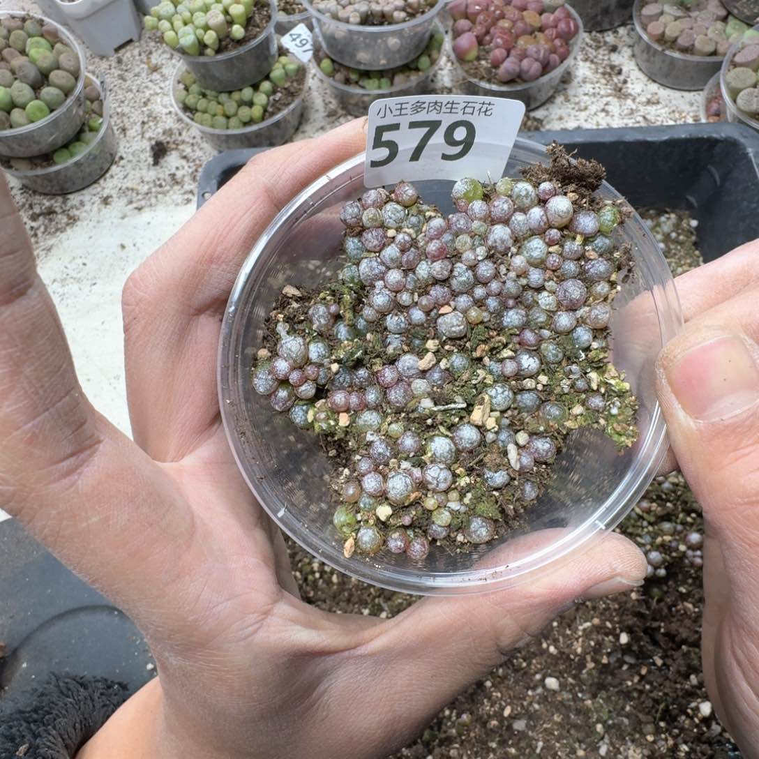 579。 小灯泡一盒。福利