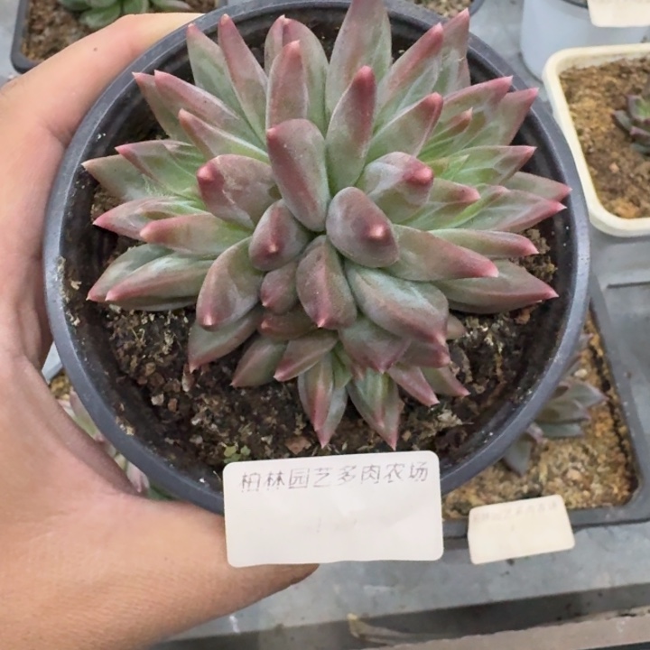 美人杂交 一物一拍